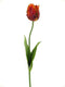 Vlinderorchidee Luxe Tak geel 80 cm