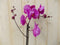 Vlinderorchidee Luxe Tak roze 80 cm