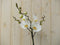 Vlinderorchidee Luxe Tak wit 80 cm