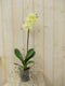 Vlinderorchidee Tak geel 60 cm