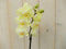 Vlinderorchidee Tak geel 60 cm