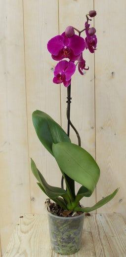 Vlinderorchidee Tak roze 60 cm