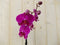 Vlinderorchidee Tak roze 60 cm