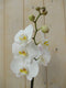 Vlinderorchidee Tak wit 60 cm