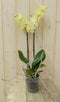 Vlinderorchidee Twee Takken geel 60 cm