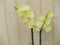 Vlinderorchidee Twee Takken geel 60 cm