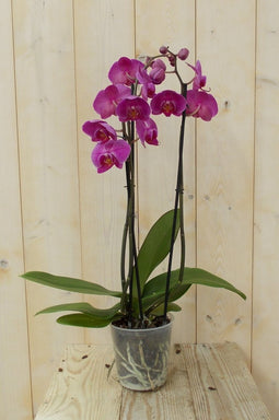 Vlinderorchidee Twee Takken roze 60 cm