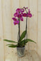 Vlinderorchidee Twee Takken roze 60 cm