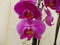 Vlinderorchidee Twee Takken roze 60 cm