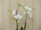 Vlinderorchidee Twee Takken wit 60 cm