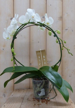 Vlinderorchidee wit op boog