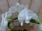 Vlinderorchidee wit op boog