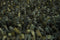 Vloerkleed Brink & Campman Rocks Pine Forest 70547 - maat 200 x 300 cm