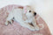 Vloerkleed kinderkamer Round ABC Vintage Nude-Natural