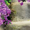 Customize it - Tuinschilderij trap bloemen 130x70cm