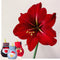 Plant in a Box - Amaryllis - Set van 3 - Hippeastrum 'Xmas Sweater Mix' - Bloembollen - Rode bloemen