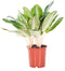 Aglaonema Key Lime ↨ 70cm - hoge kwaliteit planten
