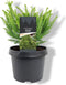 Warentuin Natuurlijk - Cryptomeria japonica Dinger 20-25 cm Conifeer