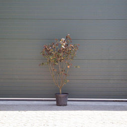 Judasboom 'Forest Pansy' meerstammig | Cercis canadensis 'Forest Pansy' | Bomenbezorgd.nl