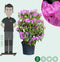 Rhododendron Roseum elegans | Rhododendron 'Roseum elegans' | Bomenbezorgd.nl