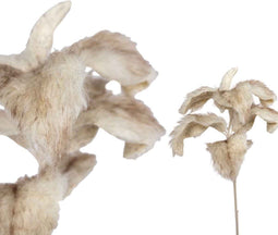 PTMD Leaves Plant Lamsoor Kunsttak - 20 x 24 x 40 cm - Licht bruin