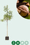 Gewone walnotenboom | Juglans regia 10-14 cm | Bomenbezorgd.nl