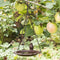 Vogelbad hangend 20,5 cm bruin