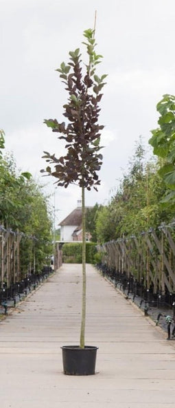 Vogelkers Canada red Prunus vir. Canada Red h 250 cm st. omtrek 8 cm
