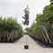 Vogelkers Canada red Prunus vir. Canada Red h 550 cm st. omtrek 19 cm