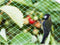 Vogelnet 4 x 10 m