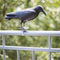 Vogelverschrikker Vogelverjager Kraai 36,2 Cm Polyetheen