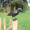 Vogelverschrikker Vogelverjager Kraai 36,2 Cm Polyetheen