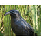 Vogelverschrikker Vogelverjager Kraai 36,2 Cm Polyetheen