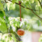 Vogelvoederplek Appelhuisje - Hartje - 17 cm