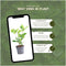Plants by Frank | 1 strekkende meter laurierkershaag | 6x Prunus laurocerasus 'Rotundifolia' Ø12 cm - 20 cm | winterharde haagplanten | Groenblijvende haag | Tuinplanten | Planten