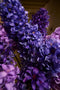Silk-ka Kunstbloemen Zijden Bloemen Hyacint Steel Real Touch Donker Lavendel Paars 73 cm 149151