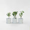Plant in a Box - Anisodontea capensis - Kaaps Kaasjeskruid – Kaapse Malve - Set van 6 - roze/paars – bloeiende tuinplant – ⌀9 cm – hoogte 25-40 cm