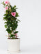 Plant in a Box - Mandeville 'Rio Hot Pink' - Dipladenia - Bloeiende tuinplant - Klimplant - Terras- en balkon plant - Pot 17cm - Hoogte 60-70cm