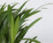 Plant in a Box - Luchtzuiverende kamerplanten - Mix van 5 stuks - Pot 12cm - Hoogte 25-40cm