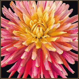 Thea Gouverneur - Borduurpakket met telpatroon - 441.05 - Voorgesorteerde DMC Garens - Dhalia - Zwart Aida - 33 cm x 33 cm - DIY Kit