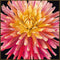 Thea Gouverneur - Borduurpakket met telpatroon - 441.05 - Voorgesorteerde DMC Garens - Dhalia - Zwart Aida - 33 cm x 33 cm - DIY Kit