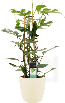 Decorum Philodendron Minima in ELHO sierpot Brussels (soap) - Kwekerij Montis Moerkapelle B.V - Groene plant- Hoogte 70 cm