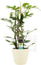 Decorum Philodendron Minima in ELHO sierpot Brussels (soap) - Kwekerij Montis Moerkapelle B.V - Groene plant- Hoogte 70 cm