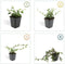 Plants by Frank | 12 Dwergmispel Planten | Cotoneaster dammeri 'Major'| Winterharde bodembedekker planten | tuinplanten | Winterharde vaste planten meerjarig | Winterharde tuinplanten