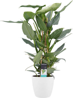 Philodendron Grey - Pyramide in ELHO Round (wit) ↨ 70cm - hoge kwaliteit planten