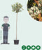 Bol Photinia Photinia f. Red Robin h 225 cm st. omtrek 8 cm st. h 1...