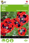 5 stuks - Buzzy - Papaver commutatum Lady Bird Tuinplus