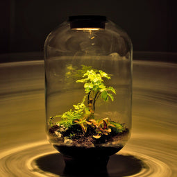Mandy Forest - Terrarium met led - 50cm