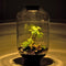 Mandy Forest - Terrarium met led - 50cm