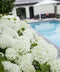 Hello Plants Hydrangea Arborescens Strong Annabelle Hortensia - Wit - Ø 19 cm - Hoogte: 30 cm